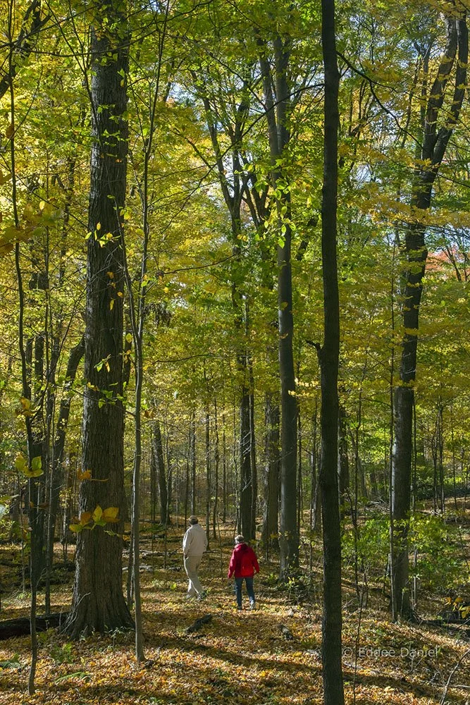 Kurtz Woods State Natural Area — Old-Growth Forest Network